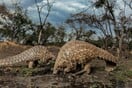 National Geographic: Ποια είναι τα θηλαστικά με τη μεγαλύτερη παράνομη διακίνηση στον κόσμο