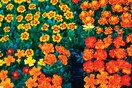 Oh! My garden!