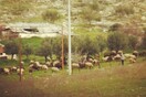 Η Τερψιθέα, από τον Δημήτρη Λαϊνά
