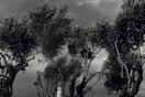 Ιούδας