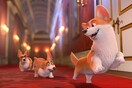 Corgi: Το σκυλάκι της βασίλισσας