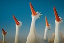 Richard the Stork and the Mystery of the Great Jewell 