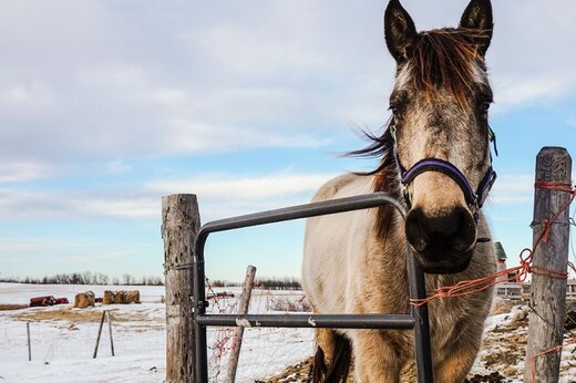 Έρευνα: Τα άλογα μπορούν να επικοινωνήσουν με τους ανθρώπους