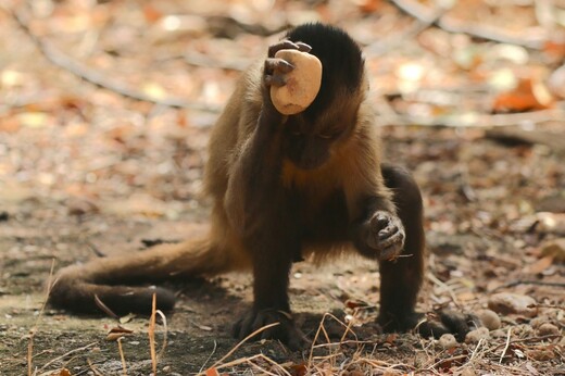Έρευνα σε μαϊμούδες αποκαλύπτει πως η ανθρωπότητα δεν είναι πλέον το μόνο είδος που έχει εισέλθει στην Εποχή του Λίθου