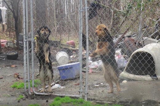 Δυο σκύλοι αδελφάκια συναντιούνται ένα χρόνο μετά την απελευθέρωσή τους