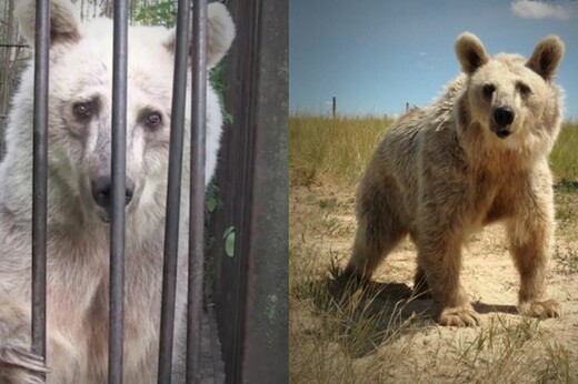 H PETA απελευθέρωσε αρκούδες που ζούσαν φυλακισμένες 20 χρόνια σε ζωολογικό κήπο