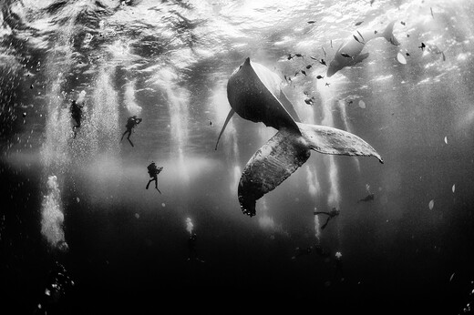 Μια φάλαινα με το μωρό της στην κορυφαία φωτογραφία της χρονιάς για το National Geographic