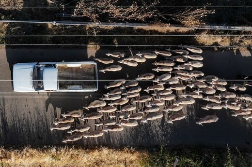 Κρούσμα καταρροϊκού πυρετού στο Πυρί της Γορτυνίας