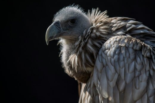 ΓΥΠΑΣ ΙΝΔΙΑ