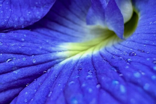 ΣΚ - Πώς ένα μπλε λουλούδι αλλάζει το μέλλον των αγροτών στην Ινδία