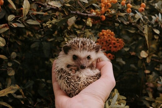 ΣΚΑΝΤΖΟΧΟΙΡΟΙ ΕΡΕΥΝΑ ΑΚΟΗ ΠΑΝΕΠΙΣΤΗΜΙΟ ΟΞΦΟΡΔΗ