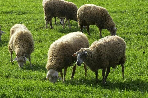 ΑΦΘΩΔΗΣ ΠΥΡΕΤΟΣ ΛΕΣΒΟΣ ΜΕΤΡΑ