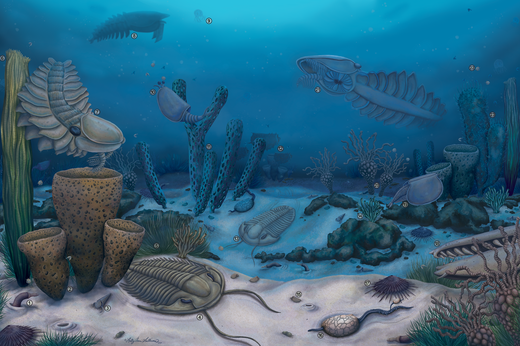 ΕΞΕΛΙΞΗ ΜΕΛΕΤΗ ΖΩΑ