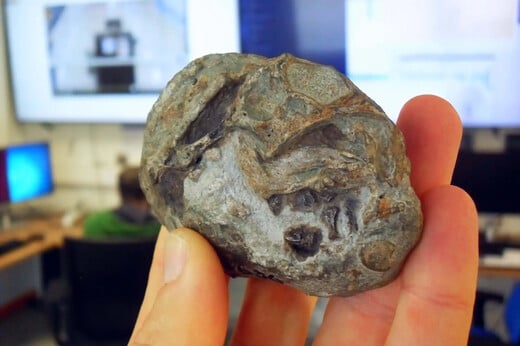 ΑΠΟΛΙΘΩΜΑ ΕΜΒΡΥΟΥ ΝΟΤΙΑ ΑΦΡΙΚΗ ΘΗΛΑΣΤΙΚΑ