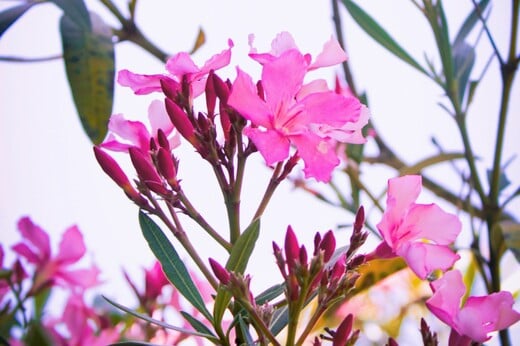 ΠΙΚΡΟΔΑΦΝΗ ΣΧΟΛΕΙΑ ΠΑΙΔΙΑ ΚΙΝΔΥΝΟΣ ΔΗΛΗΤΗΡΙΑΣΗ