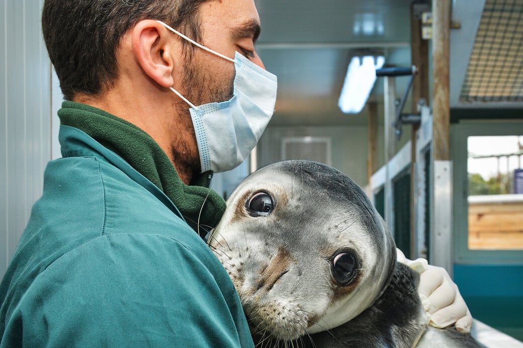 «Ελληνική τραγωδία»: Οι φώκιες Monachus monachus κρύβονται σε σπηλιές για να γλιτώσουν από τον τουρισμό