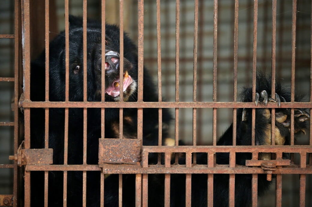 Νότια Κορέα: Τέλος στην εκτροφή αρκούδων για χολή, έπειτα από χρόνια αντιδράσεων