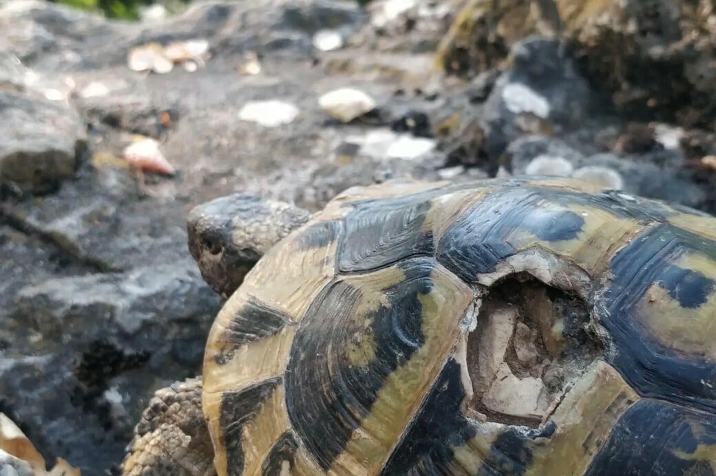 ΧΕΛΩΝΑ ΜΕΓΑΛΗ ΠΡΕΣΠΑ ΑΡΣΕΝΙΚΑ