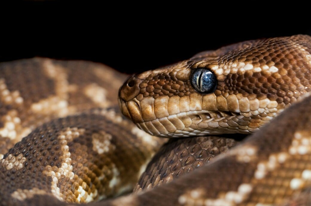 ΠΥΘΩΝΑΣ ΑΙΜΑ ΦΑΡΜΑΚΟ ΠΑΧΥΣΑΡΚΙΑ