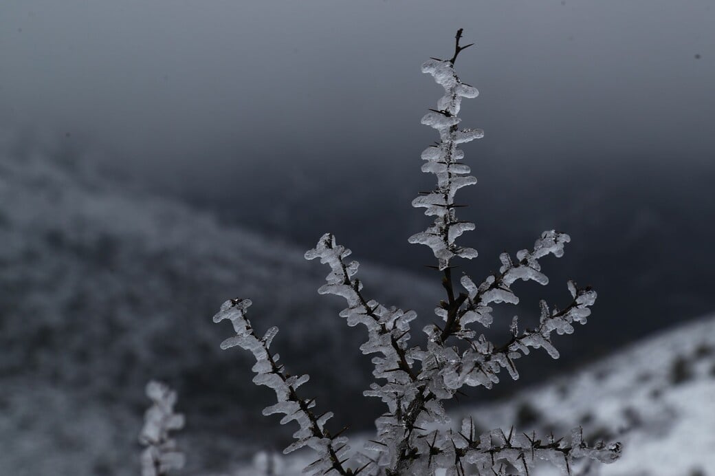 ΚΑΙΡΟΣ ΤΣΑΤΡΑΦΥΛΛΙΑΣ ΚΡΥΟ ΠΑΣΧΑ