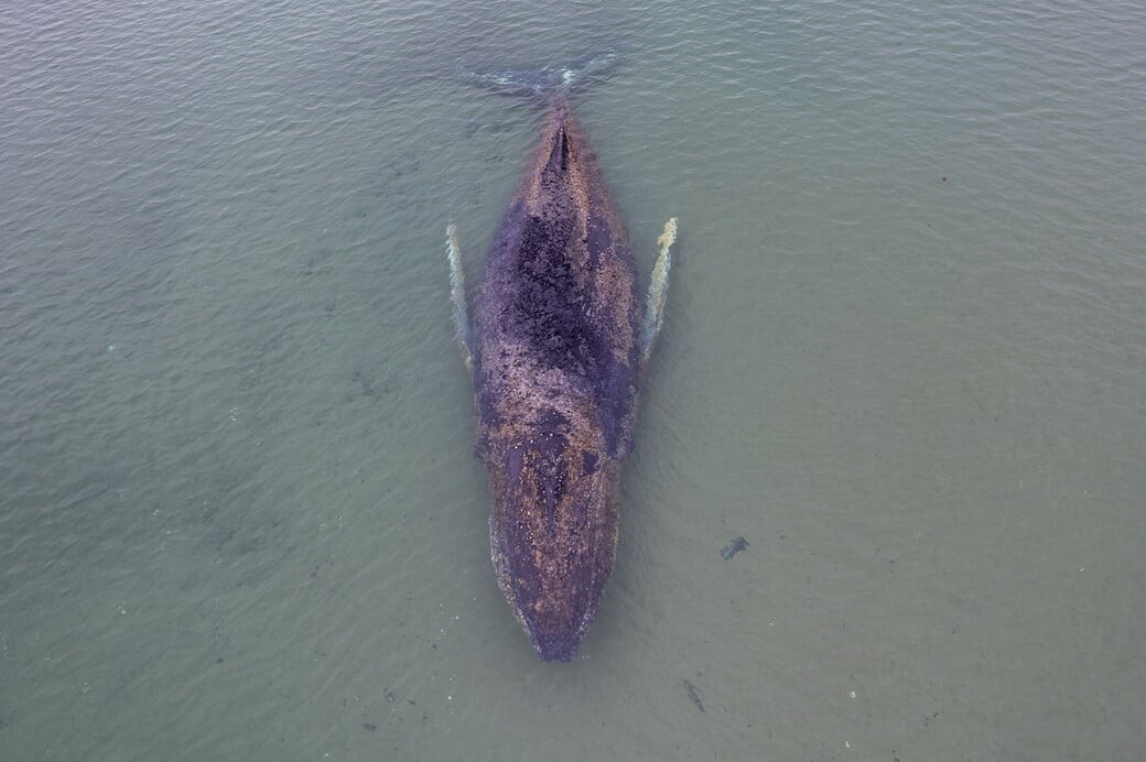 ΦΑΛΑΙΝΑ ΓΕΡΜΑΝΙΑ ΔΙΑΣΩΣΗ