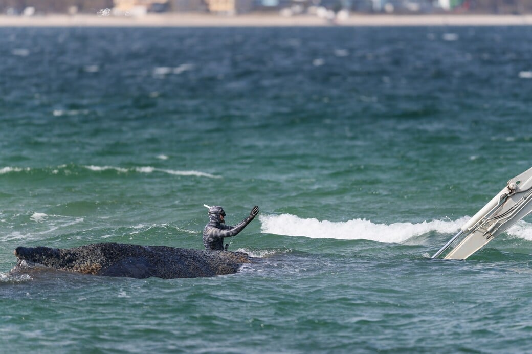 ΓΕΡΜΑΝΙΑ ΜΕΓΑΠΤΕΡΗ ΦΑΛΑΙΝΑ ΔΙΑΣΩΣΗ
