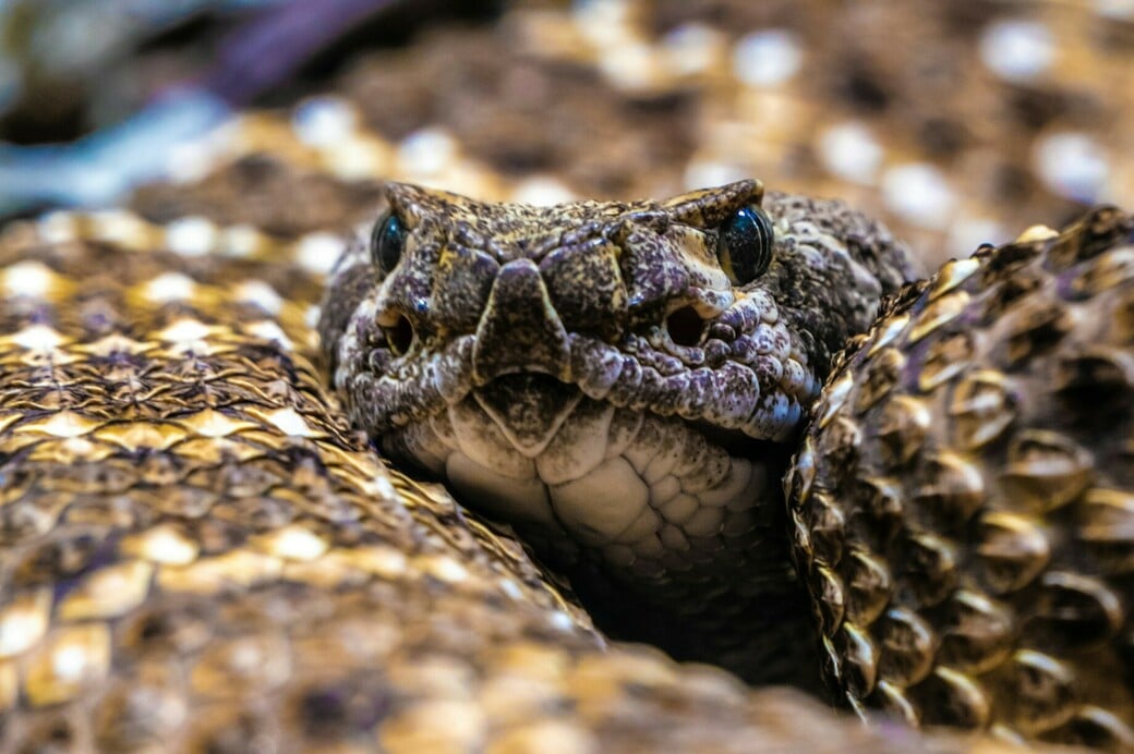 ΣΥΡΟΣ ΟΧΙΑ ΑΝΗΛΙΚΟΣ