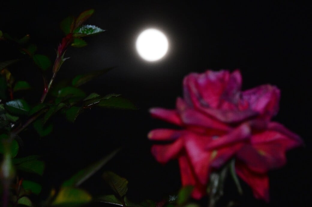 ΠΑΝΣΕΛΗΝΟΣ ΜΑΪΟΥ 