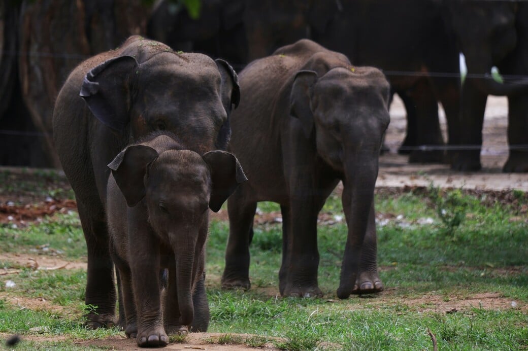 ΕΛΕΦΑΝΤΕΣ ΝΕΚΡΟΣ ΚΥΝΗΓΟΣ ΕΚΑΤΟΜΜΥΡΙΟΥΧΟΣ