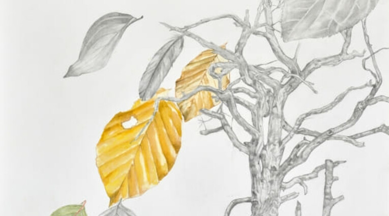 Μαριάννα Τρώντσιου: Still Life