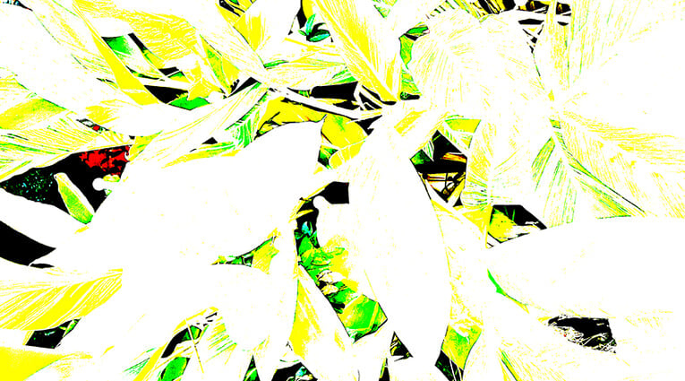 Flower Power 4