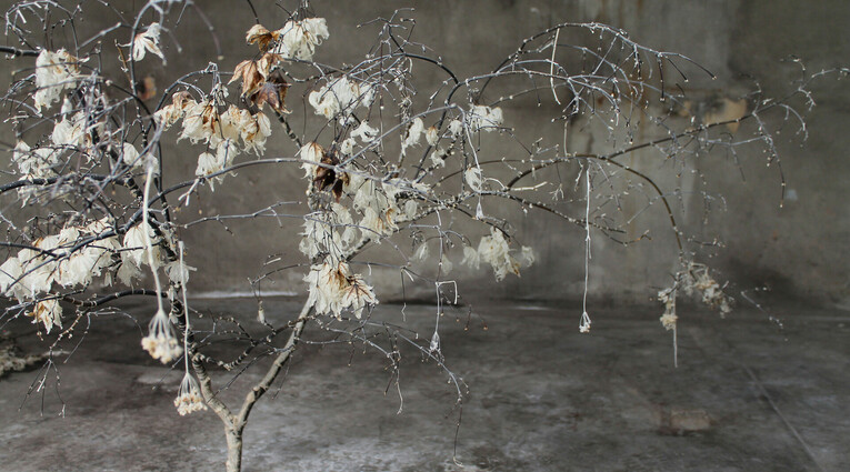 Purposeful, Evolutionary, Transformation: Κυριακή Γονή, Lucie Payoux, Luca Vanello