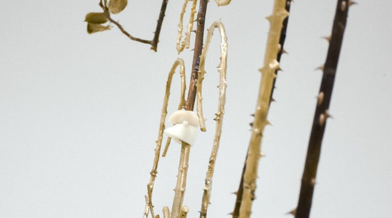 Ανδρέας Μαλλουρής: An Evening Botanist