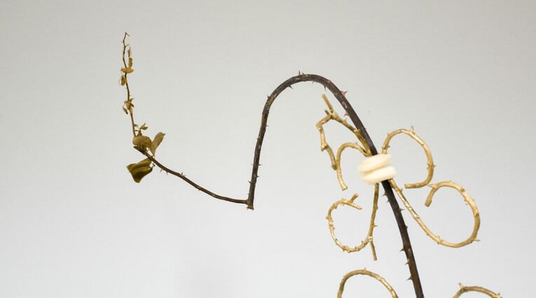 Ανδρέας Μαλλουρής: An Evening Botanist