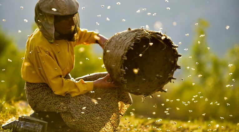 Honeyland: Στη Γη του Άγριου Μελιού