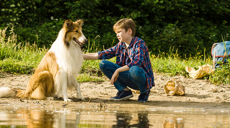 lassie2