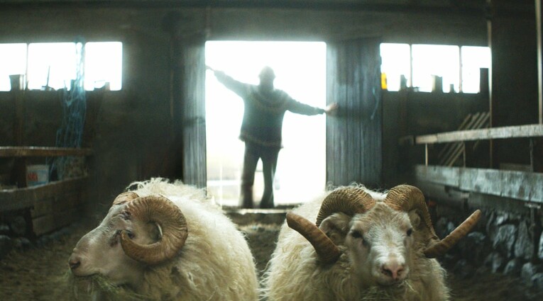 rams