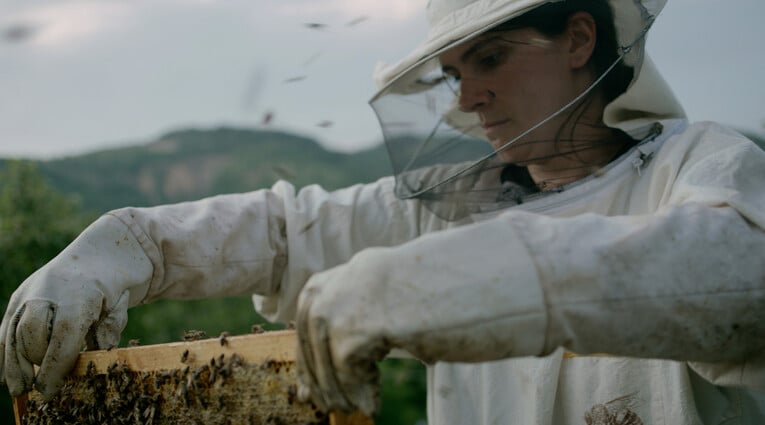 hive