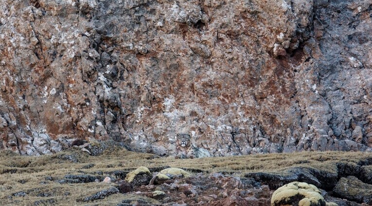 le pantheire de neiges