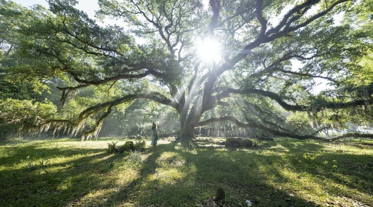 Where the crawdads sing