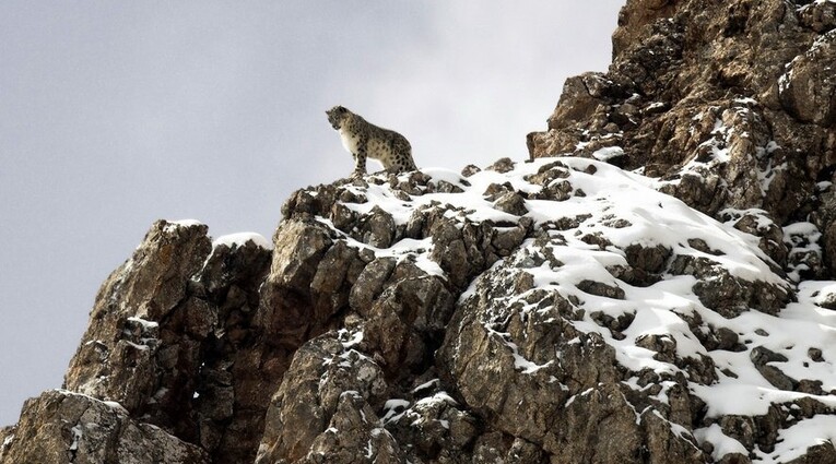 le pantheire de neiges