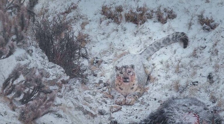 le pantheire de neiges