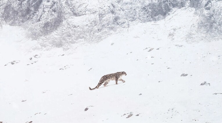 le pantheire de neiges
