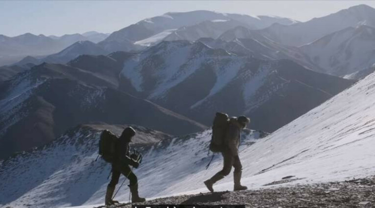le pantheire de neiges