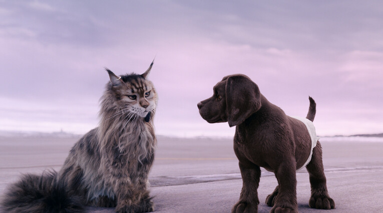 Chien et Chat