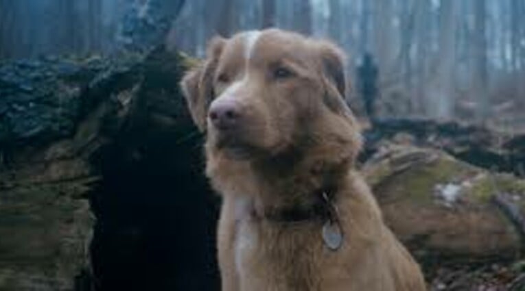 GOOD BOY