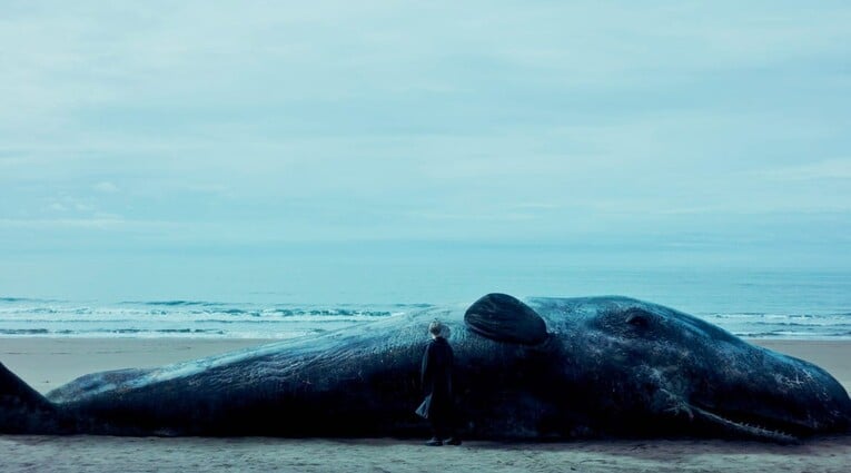 A whale