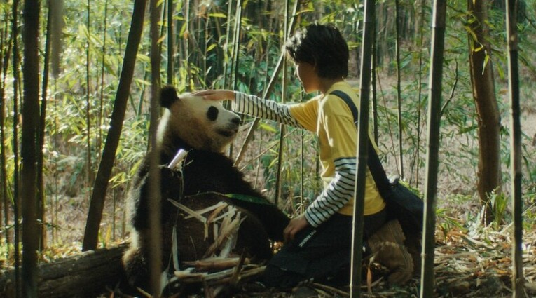 Moon the Panda