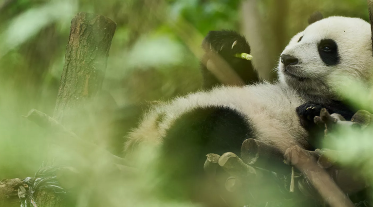 Moon the Panda