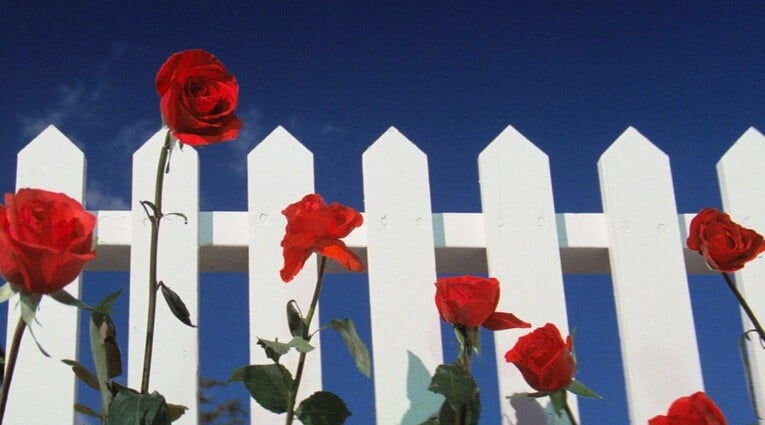 bluevelvet